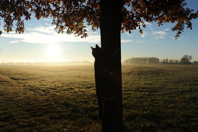 Cat Climbing Tree