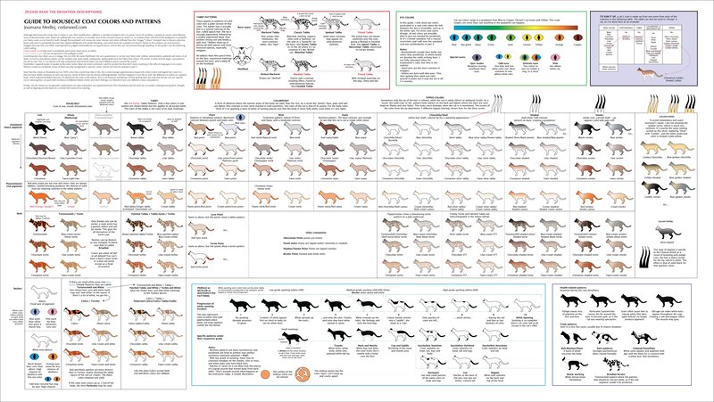 Cat coat color and pattern guide