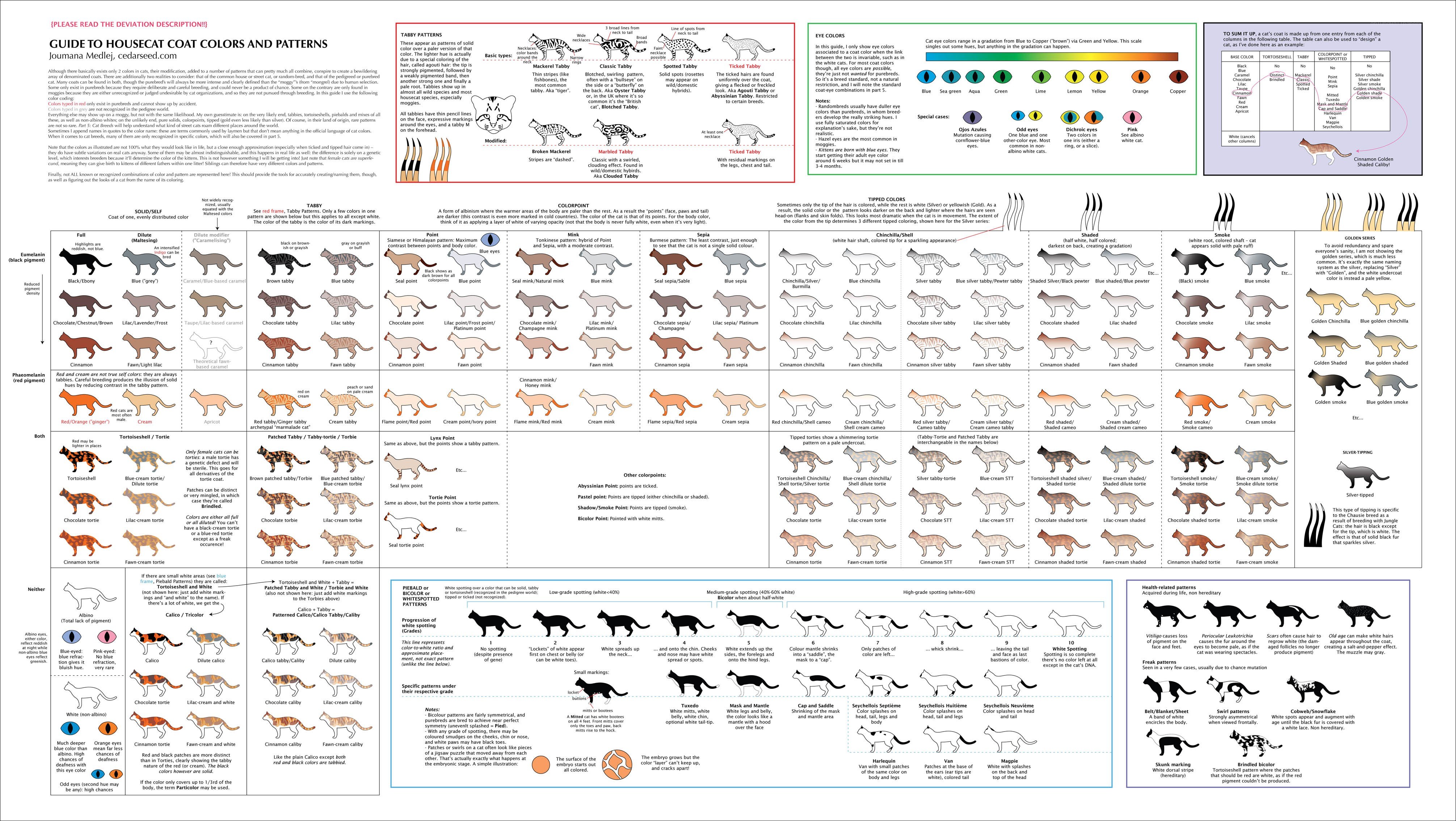 Cat coat color and pattern guide