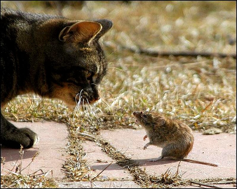 cat confronting a mouse