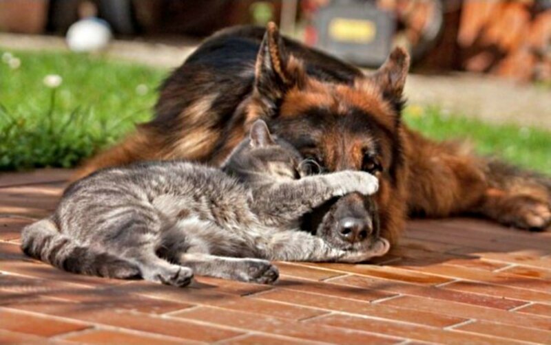 Cat Covering Dog's Eyes