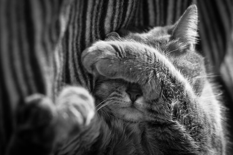 Cat Covering Eyes