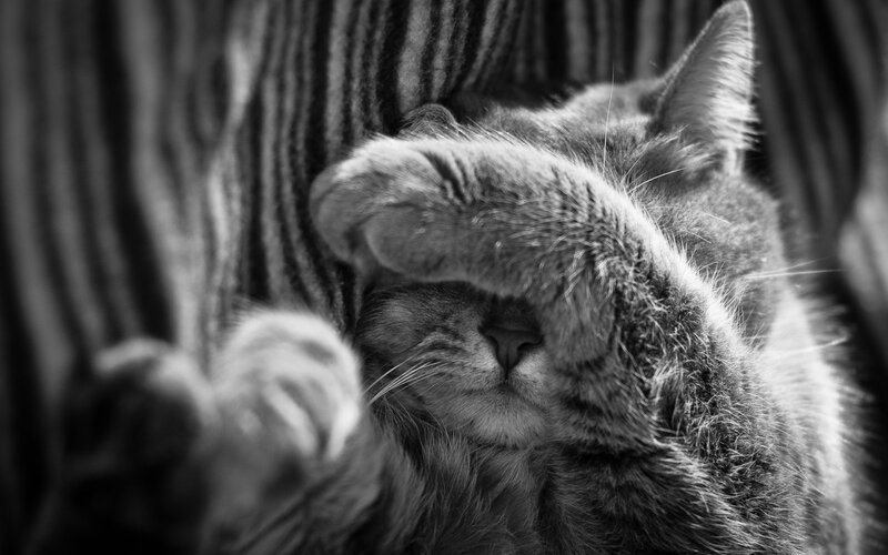 Cat Covering Face with Paw