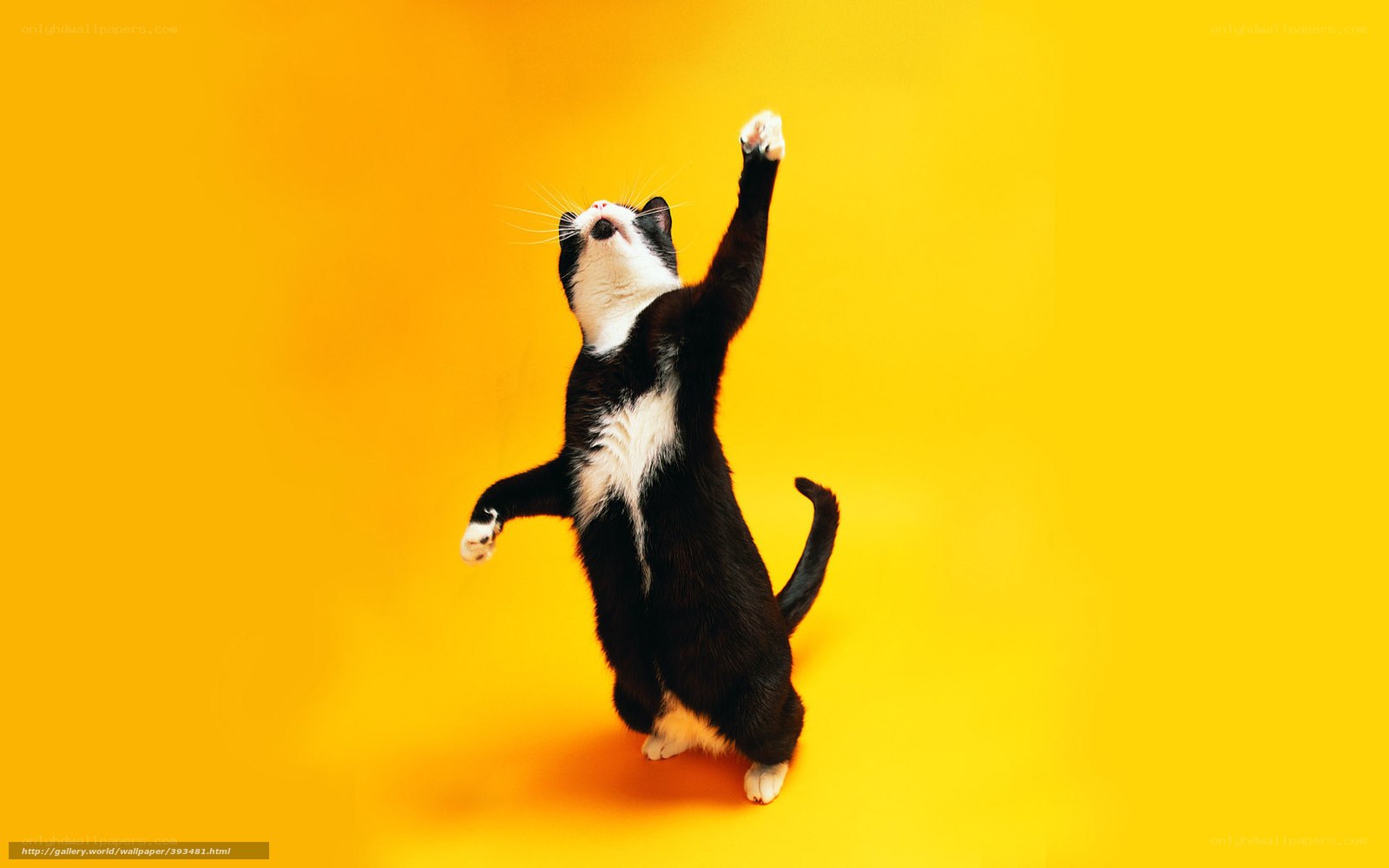 cat dancing on yellow