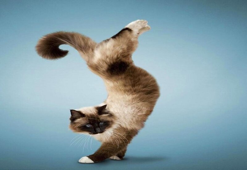 cat doing a handstand