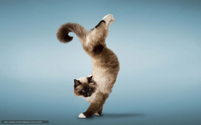 cat doing handstand