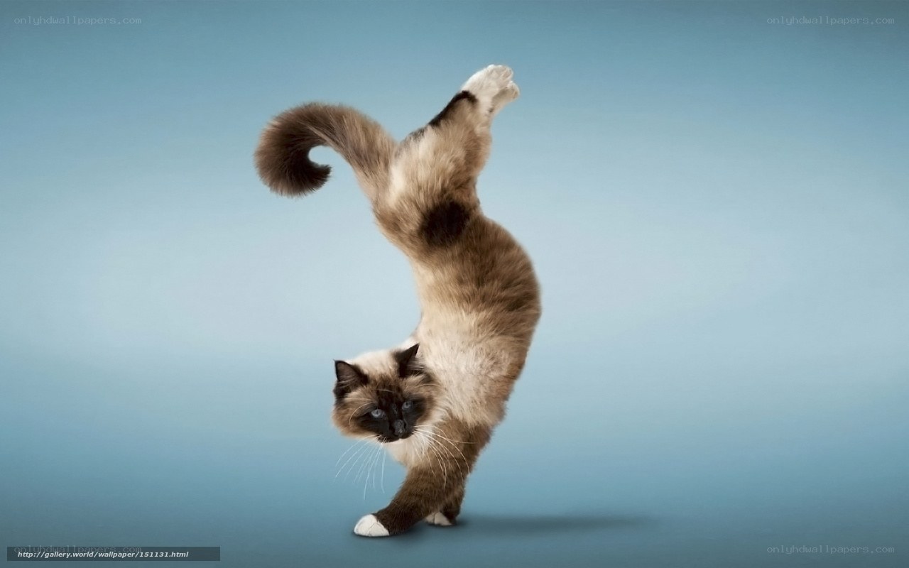 cat doing handstand