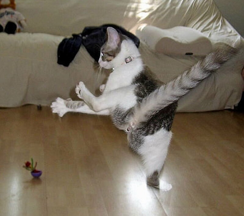 Cat Doing Karate Kick