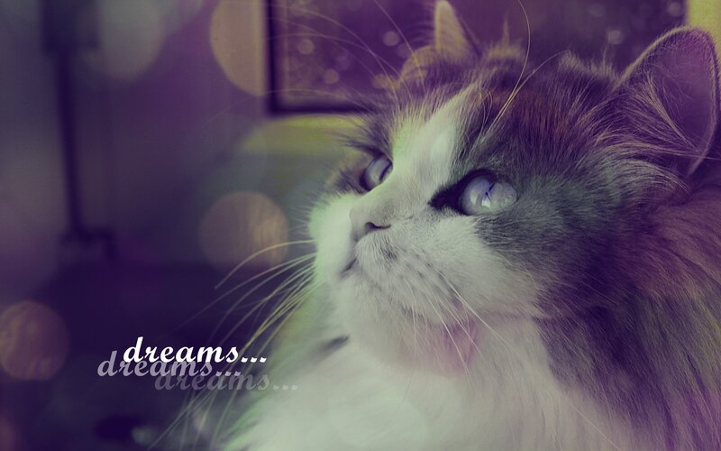 cat dreaming of dreams
