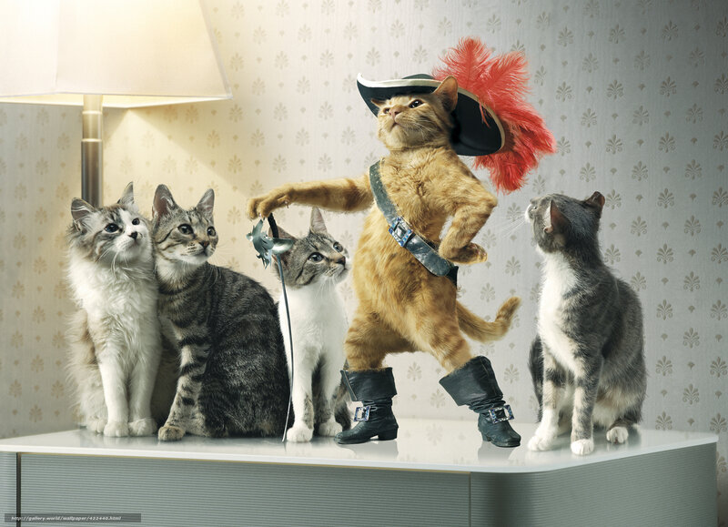 cat dressed as a musketeer