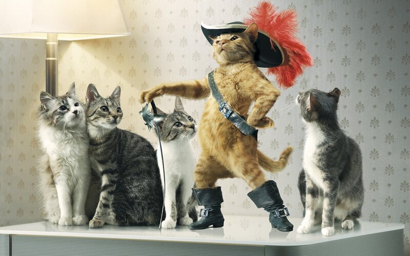 Cat Dressed as Puss in Boots — Brown, Dramatic