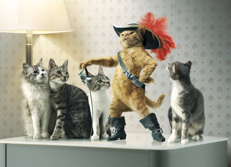 Cat Dressed as Puss in Boots — Gray, Dramatic