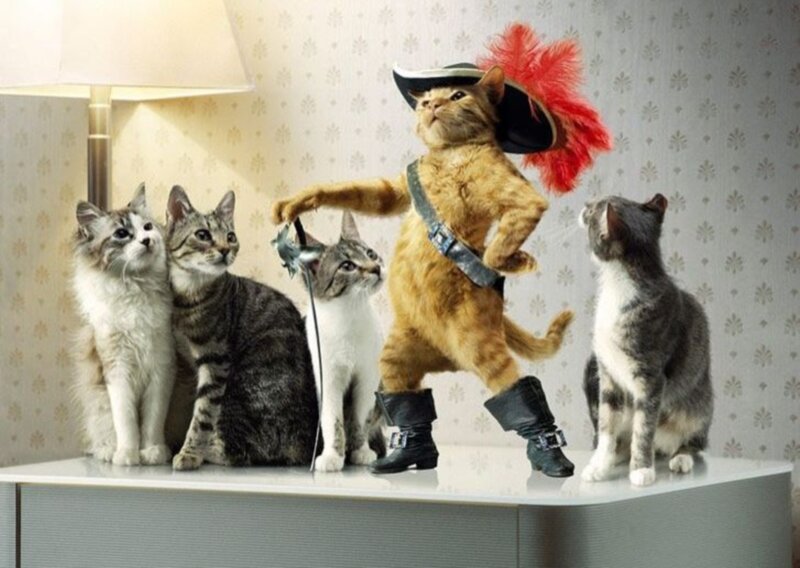 Cat Dressed as Puss in Boots — Gray