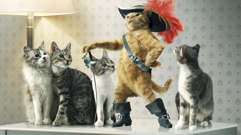Cat Dressed as Puss in Boots — Orange, Dramatic