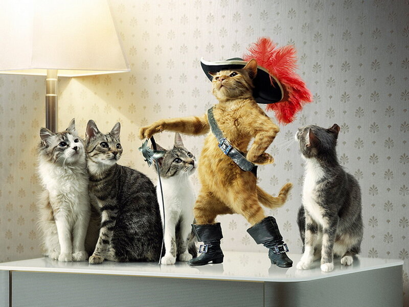 Cat Dressed as Puss in Boots — Orange