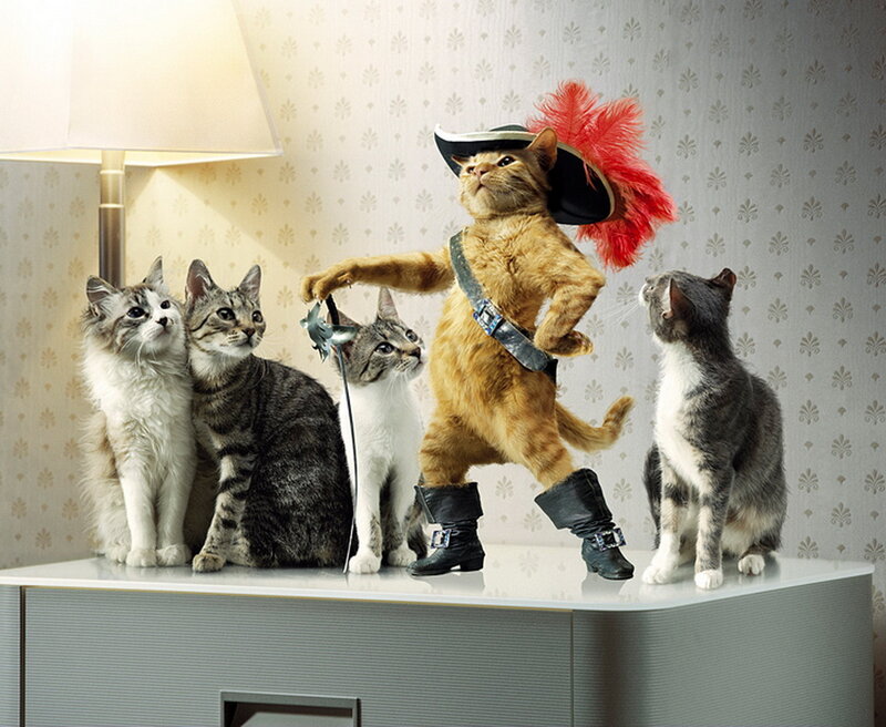 cat dressed as puss in boots