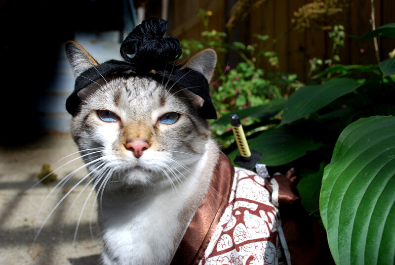 Cat Dressed as Samurai