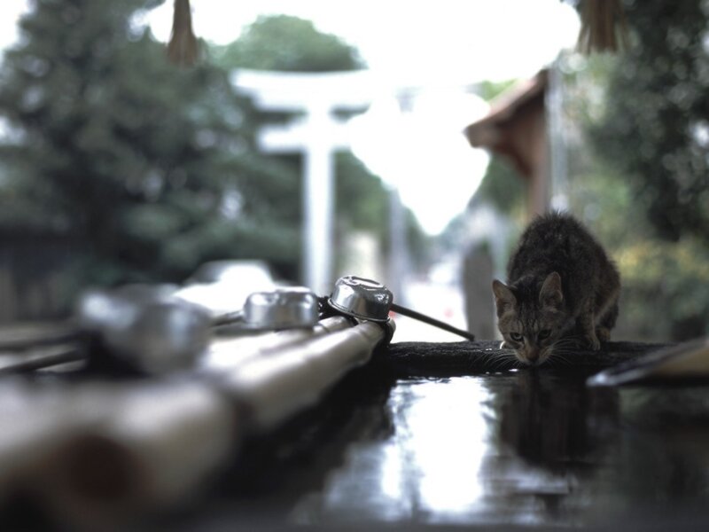 cat drinking at shrine