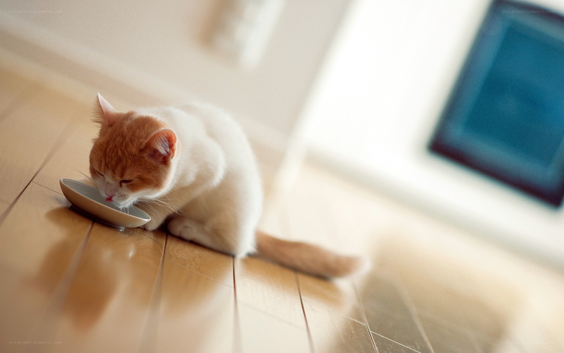cat drinking from a bowl