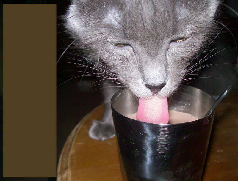 cat drinking from a cup