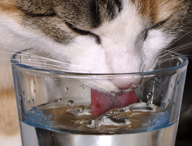 cat drinking from a glass