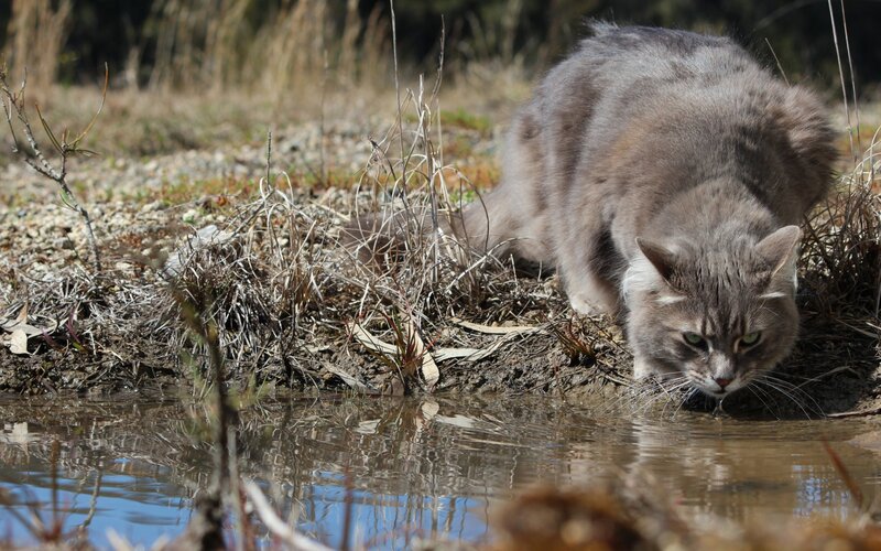cat drinking from a pond