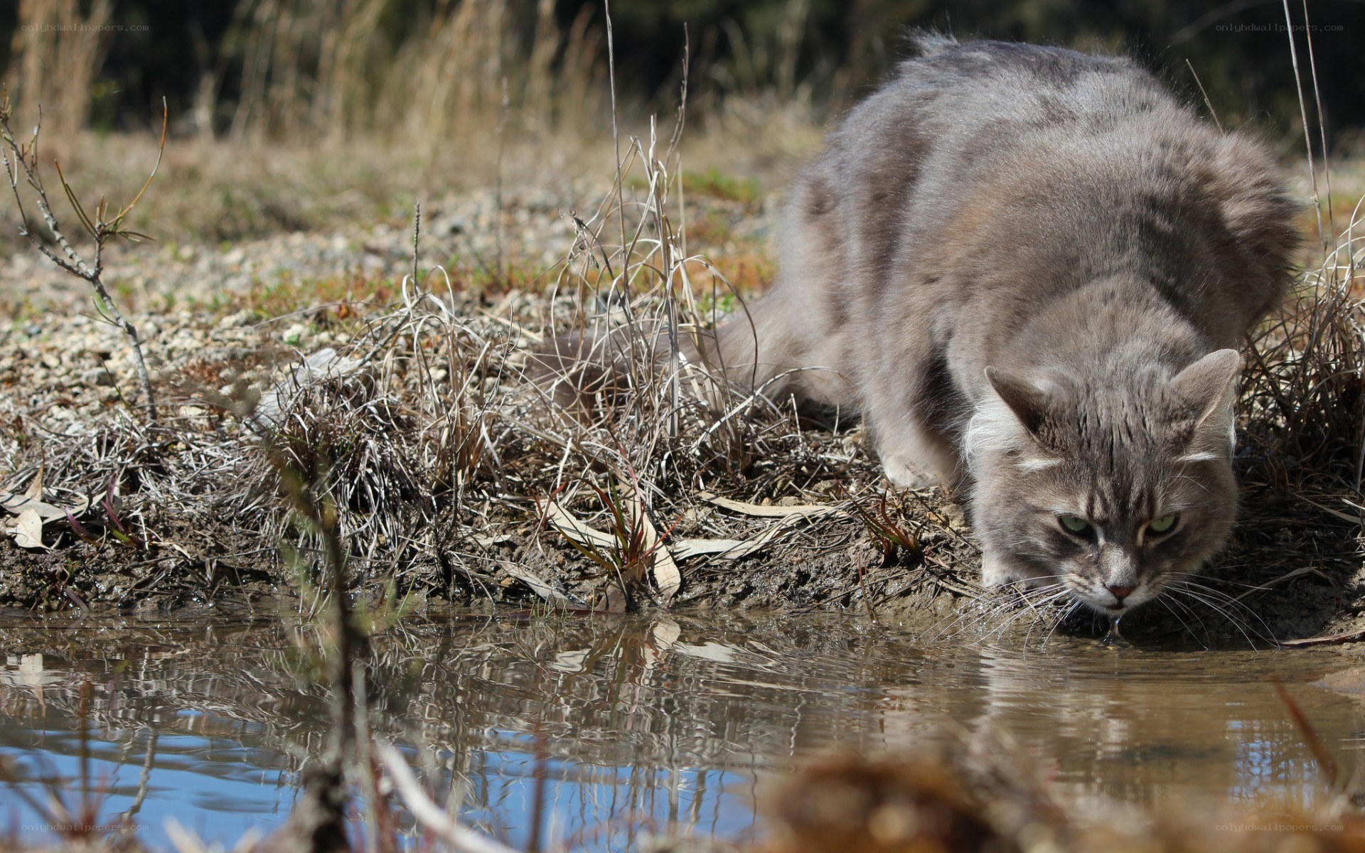 cat drinking from a pond