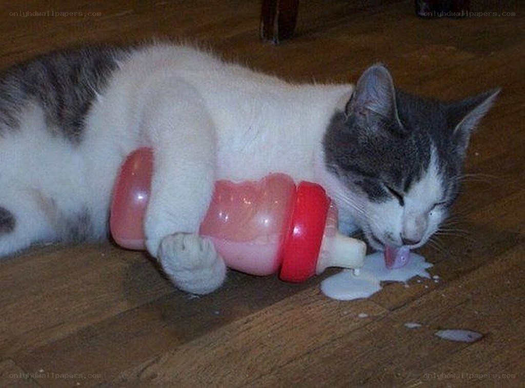 cat drinking from bottle