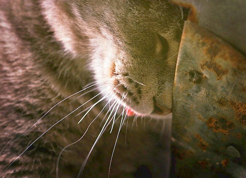 Cat Drinking from Bowl — Brown