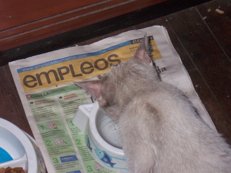cat drinking from bowl