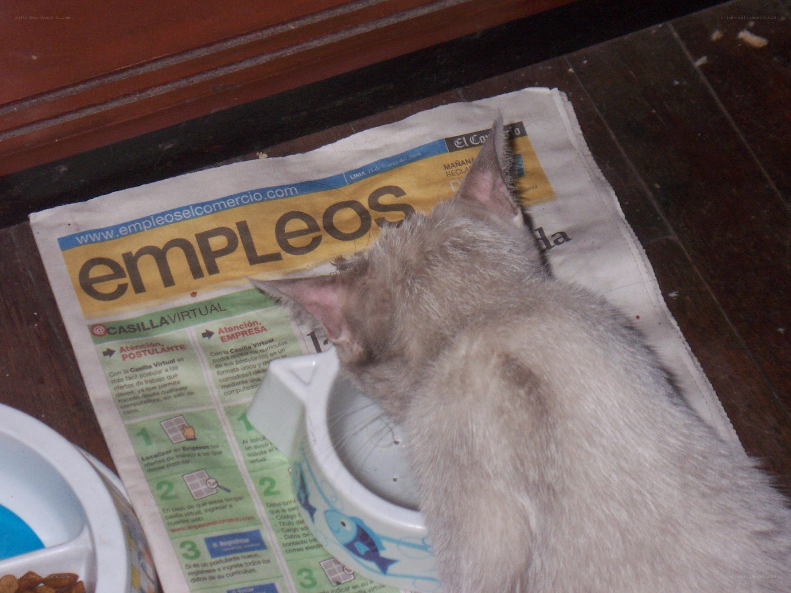 cat drinking from bowl