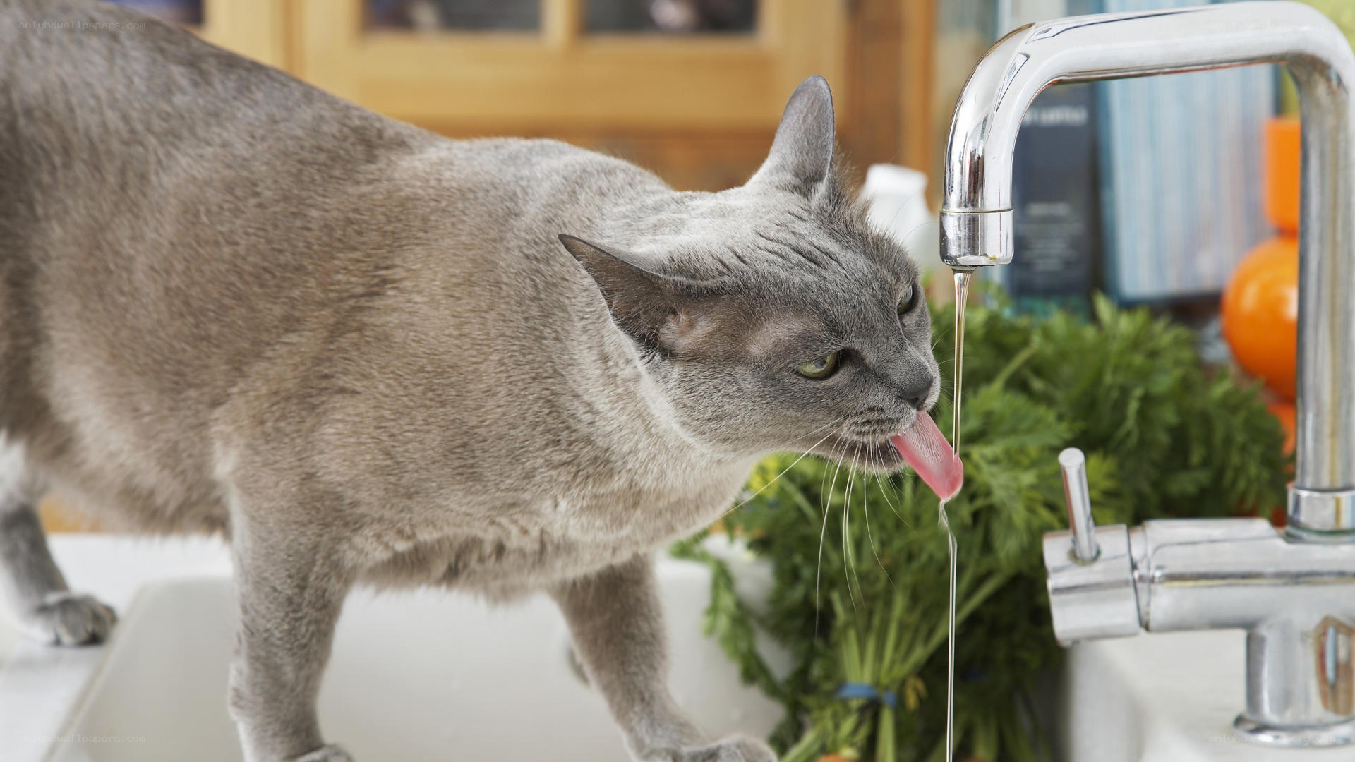 cat drinking from faucet