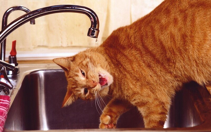 cat drinking from faucet