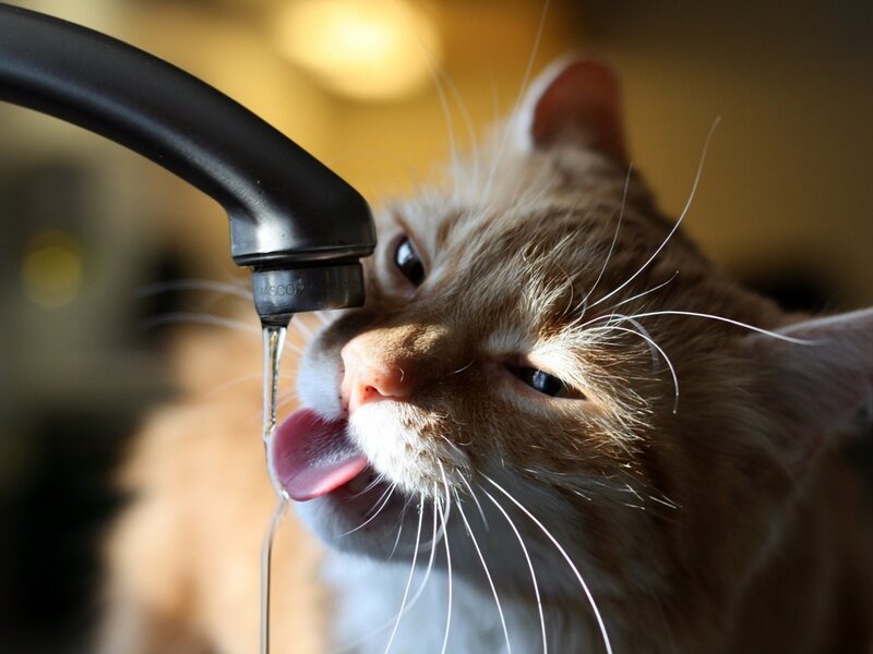 cat drinking from faucet