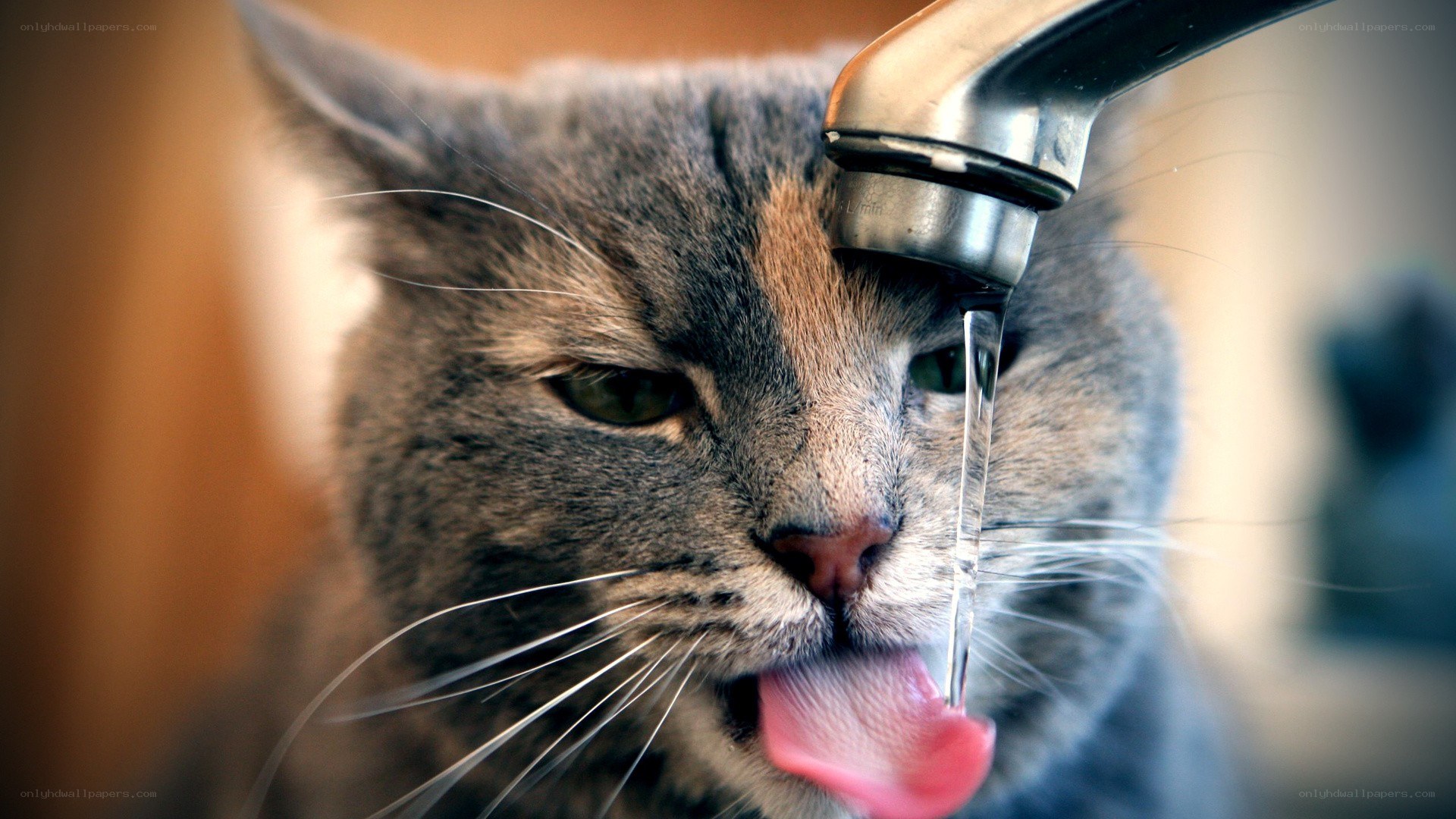 cat drinking from faucet