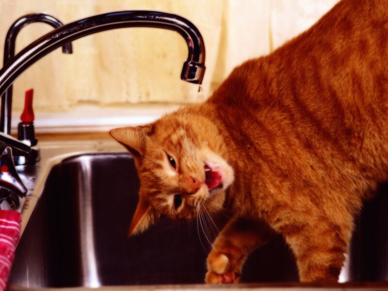 cat drinking from faucet