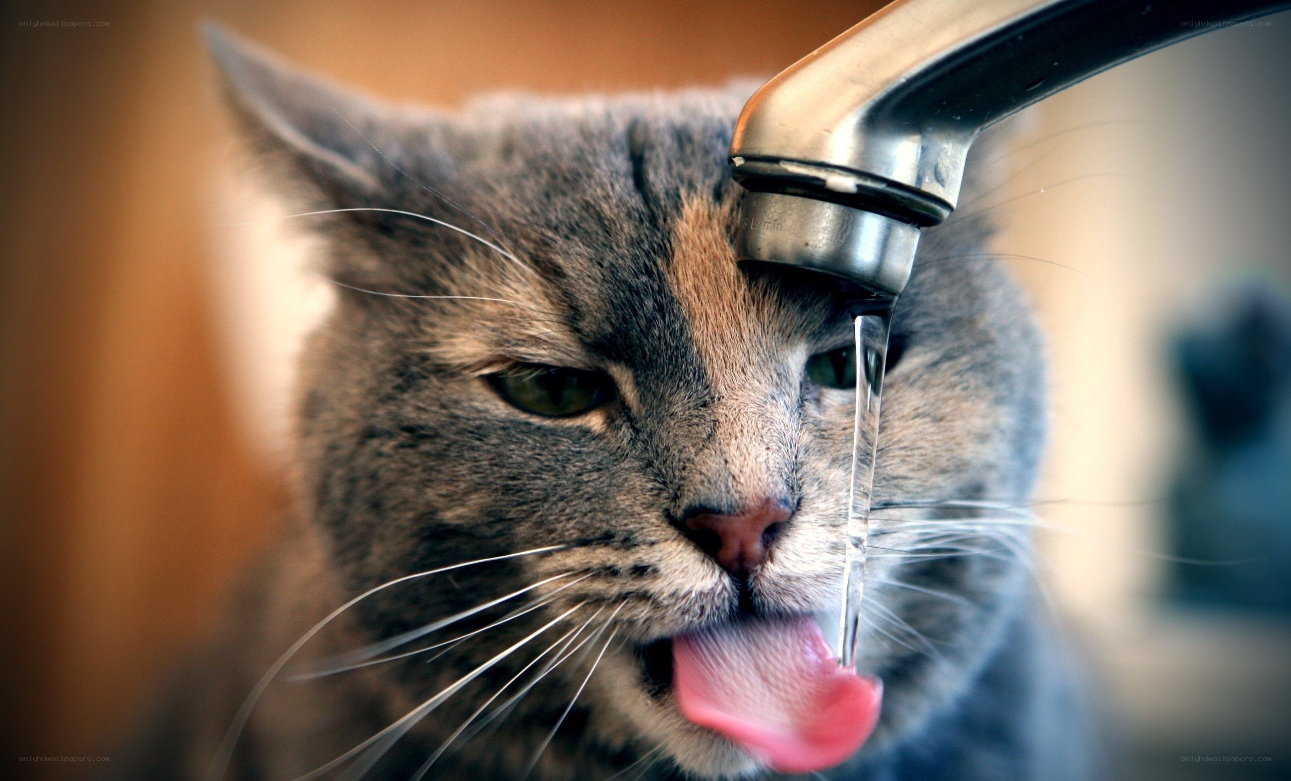cat drinking from faucet