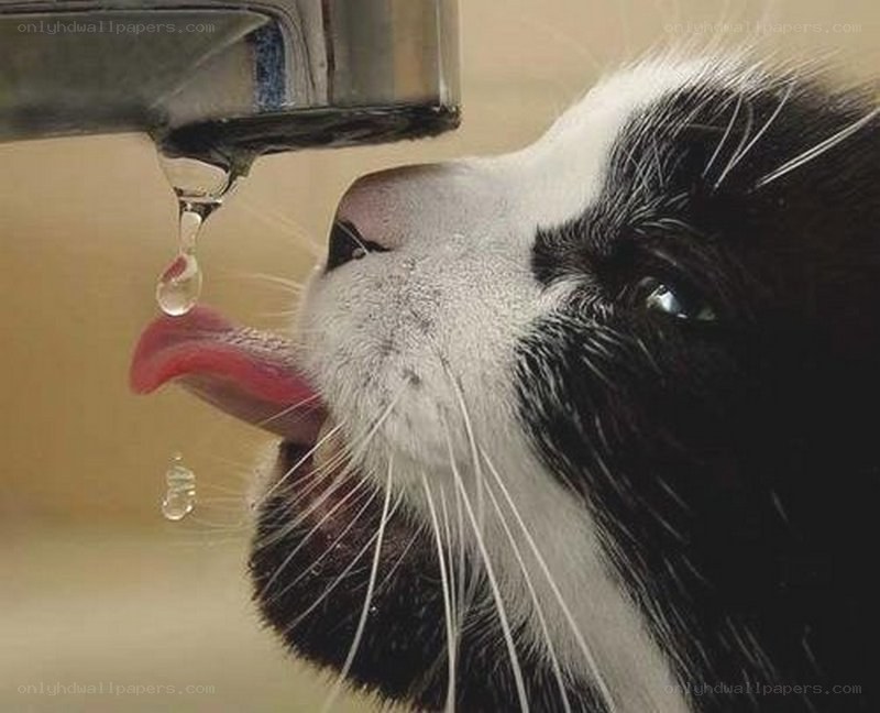 cat drinking from faucet