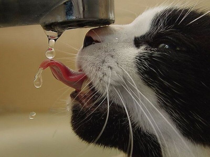 cat drinking from faucet