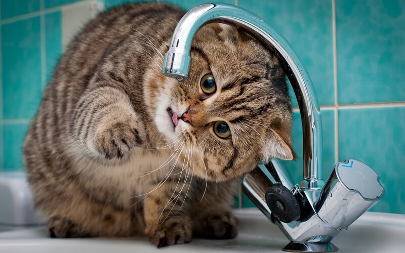 cat drinking from faucet