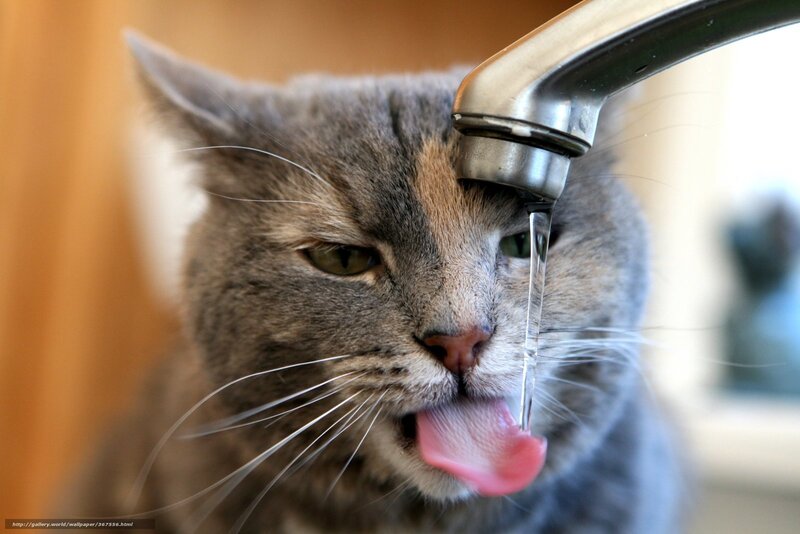 cat drinking from faucet