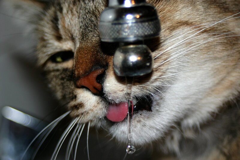 Cat Drinking from Faucet — Brown