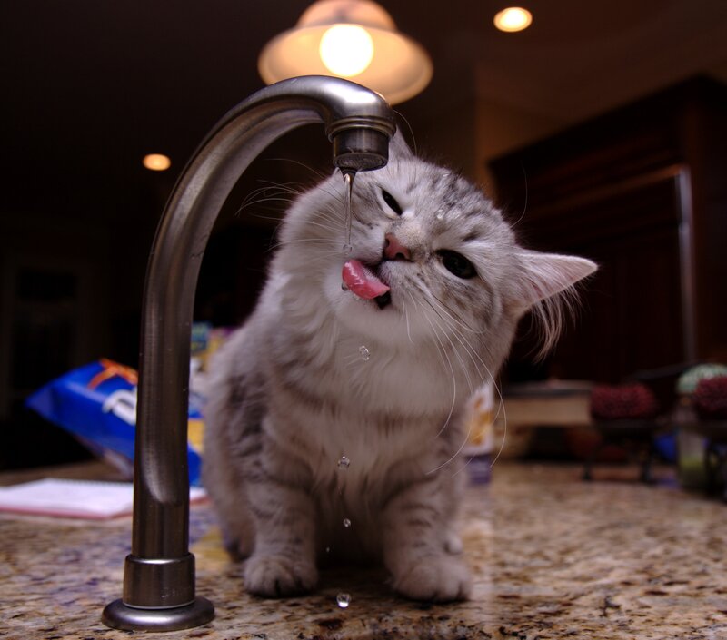 Cat Drinking from Faucet — Gray