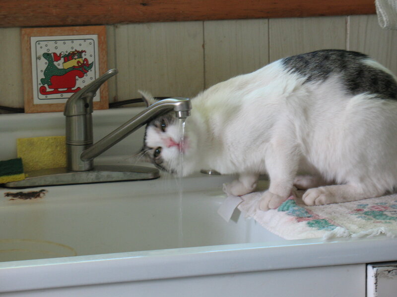 Cat Drinking from Faucet — White