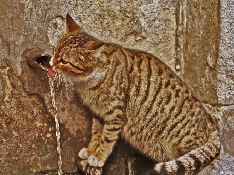 cat drinking from fountain
