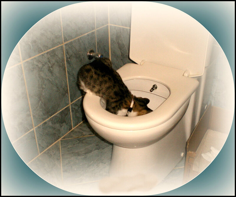 Cat Drinking from Toilet