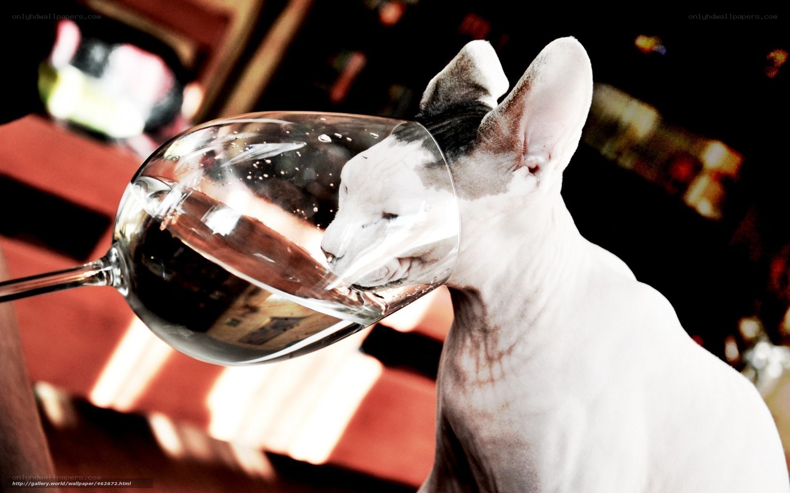 cat drinking from wine glass