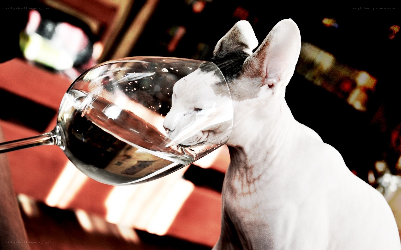 cat drinking from wine glass