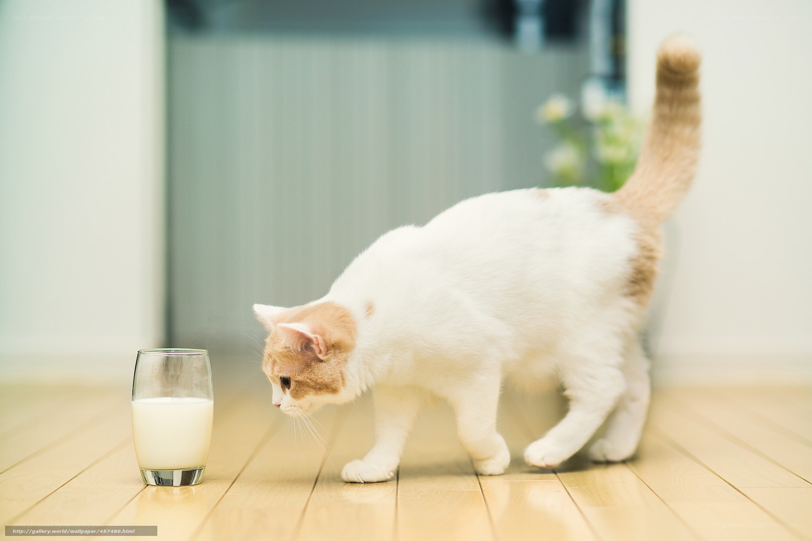 cat drinking milk from glass