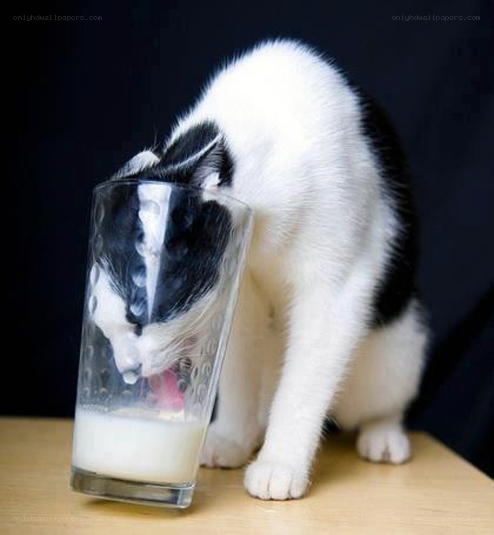 cat drinking milk from glass